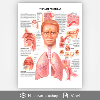 Плакат «Что такое простуда?» (ЗОЖ-37, 1 лист)